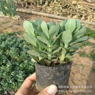 八宝景天 红景天盆栽 多年生宿根花卉 地被草花大量批发