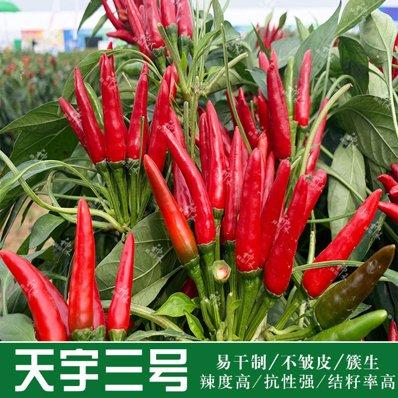 蔬菜种子簇生朝天椒种籽天宇三号辣椒种子干鲜两用阳台盆栽庭院|ms