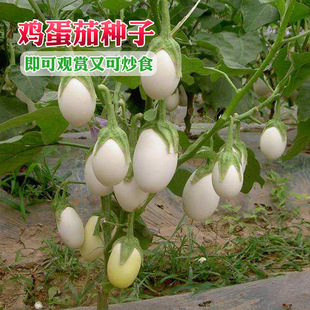 白茄子圖片 海量高清白茄子圖片大全 阿里巴巴