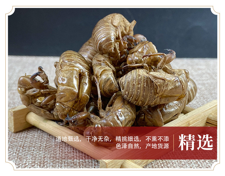 Cicada Slough Chan Tui 蝉蜕 Dried Whole Insect Molt Traditional Chinese Herb 500g Washed quality and texture