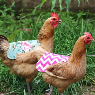 Cross Border Hen Chicken Saddle Poultry Feather Protection Jacket Double Quilted Feather Protector Hen Print Jacket