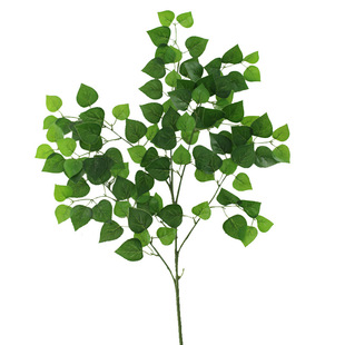 白樺葉圖片 海量高清白樺葉圖片大全 阿里巴巴