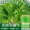 Lettuce seeds, lettuce seeds, seeds seeds, vegetable seeds, rapeseed chicken feathers, seed seeds wholesale