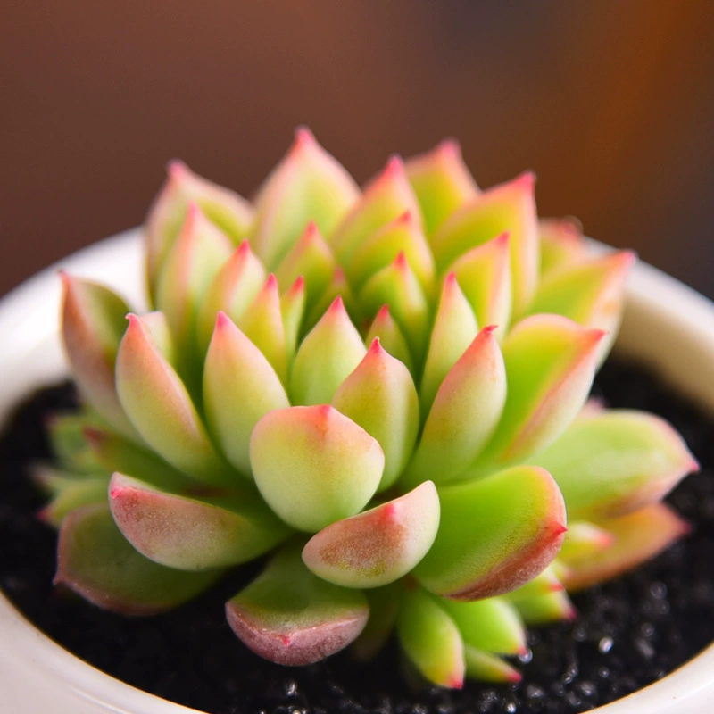 Женские цыплята сочные растения комбинация мясных каракулей в горшках оптом сочные зеленые растения цветы комнатное мясное растение Суккулент