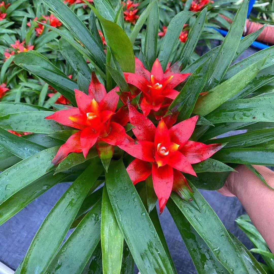 【基地直供】綠植盆栽 盆栽花卉 居家綠植 植物花卉 140#三株紅星