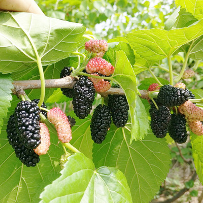 日本甜葚苗，抗冻型桑葚品种日本富士红果桑苗