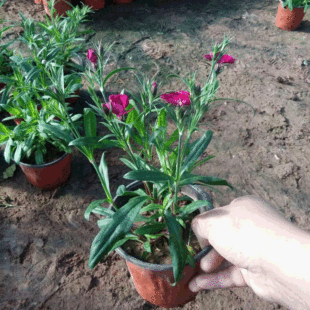 ���l ����ʯ�� �ر�ʯ�� ���ʯ��N�� ɽ�|���Ի���؛Դ����