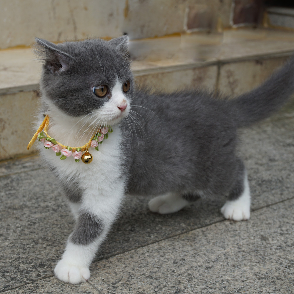 cat collar pet collar roses mo