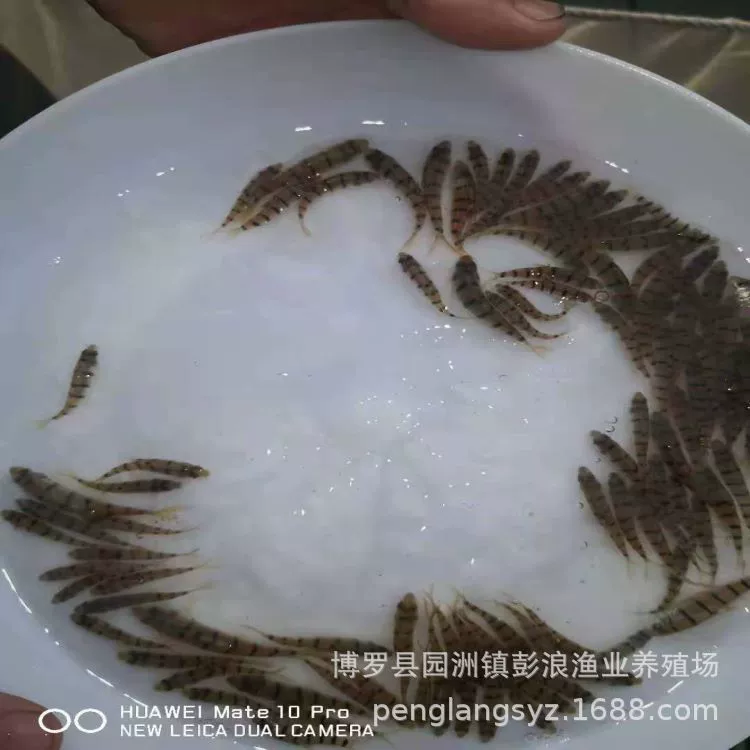 Светлая рыбная икра, морской окунь, пресноводный старый окунь, оптовая продажа икры, поставка пресноводной икры