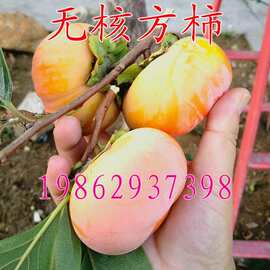柿子树苗 柿子树苗批发 促销价格 产地货源 阿里巴巴
