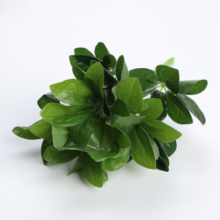 �����bٻ�����ֲ��Gֲ��������Բ廨�~��9�����_ľ����ľ