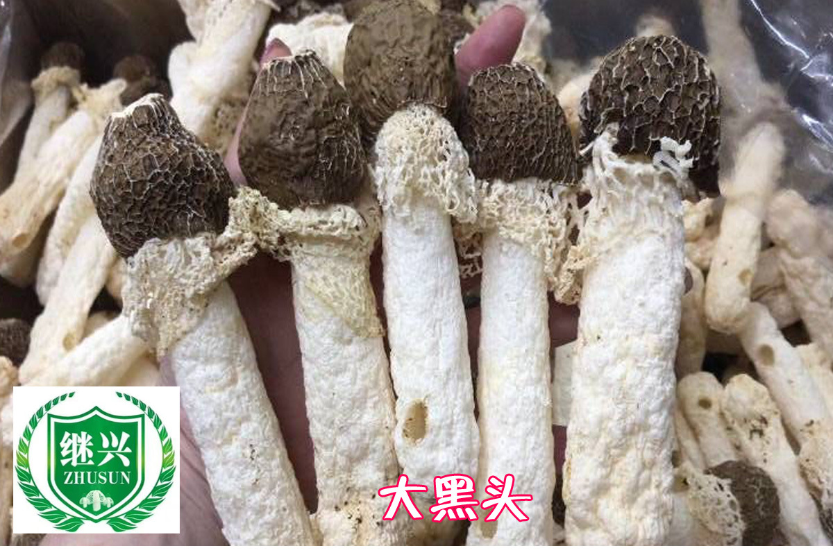 溪荪图片_园林的溪荪图片大全 - 花卉网