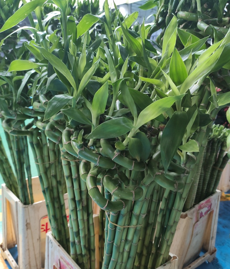 富贵竹品种,竹,旺财_大山谷图库
