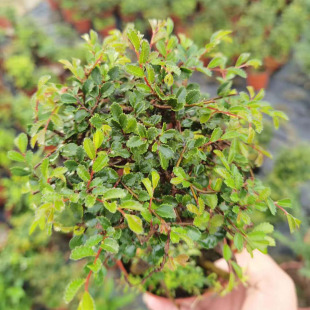 ����ֱ�N120#����ܘ仨�ܾGֲ ���ԾGֲ�����՚� �Ӽһ���