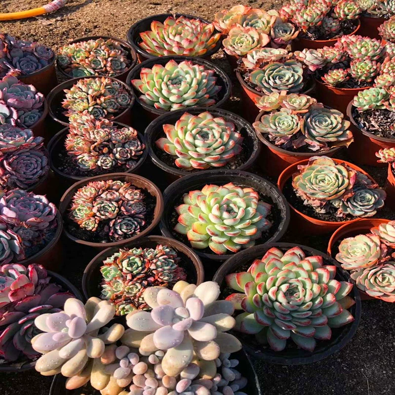 Бутик суккулентных растений оптом сочные цветы комбо горшечные мясные растения