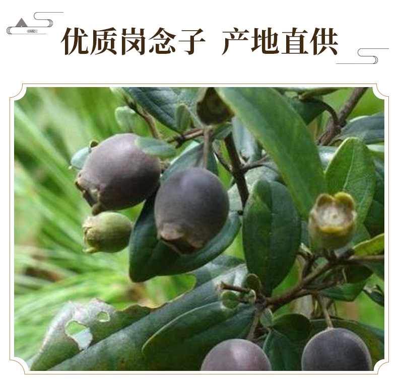 Dried Gang Nian Zi Fruit 500g Rhodomyrtus Tomentosa Whole Berries for Herbal Tea and Soup key features