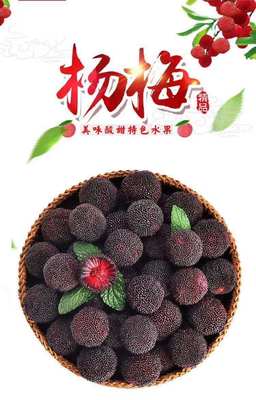 Fujian Zhangzhou Bayberry Season Fresh 5 Shunfeng Air transport One piece On behalf of wholesale