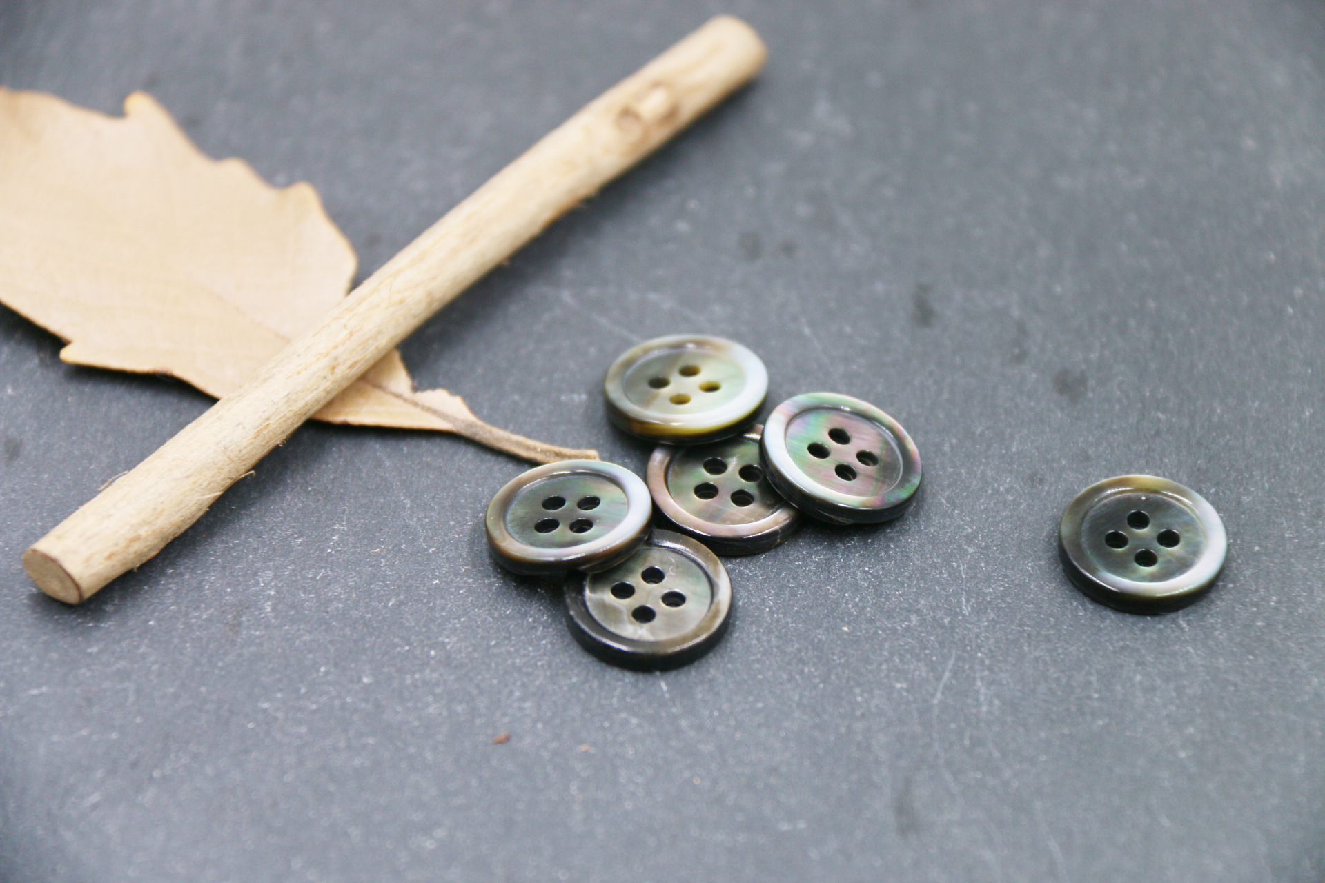 细边四眼黑碟贝 (3).JPG