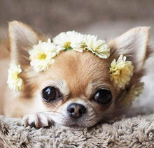 �S�����l���ldiy�ʯ��С�����ﹷ��ñ�ʯ��ʮ�ֽ�