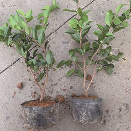 茶梅毛球 茶梅大杯基地直销 园林绿化庭院种植 四季常青植物