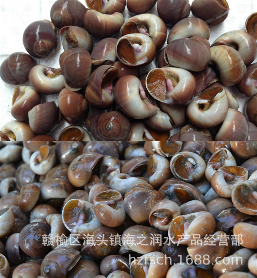 100种螺图片大全,50种珍稀海螺,十种不能吃的螺图片_大山谷图库