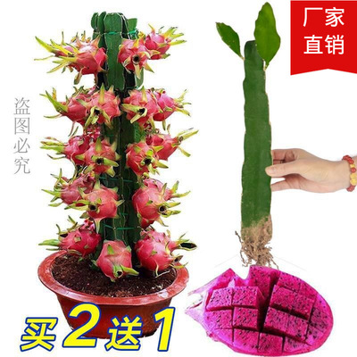 (买2颗送1颗)买两颗相互授粉当年结果红心火龙果苗果树苗盆栽种植|ru