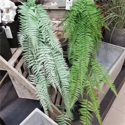 仿真垂挂大波斯草排草綠植婚慶家居植物牆裝飾壁挂嶡類大把鳳尾嶡