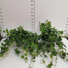 【基地直供】观叶植物小盆栽藤爬植物绿化专用  165#常春藤