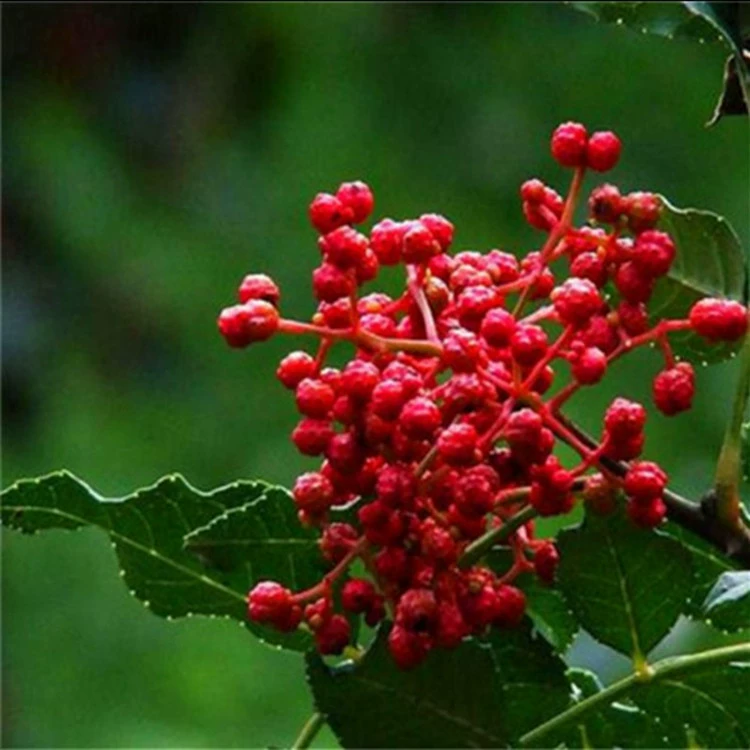 Zanthoxylum bungeanum саженцы Сычуань Hanyuan Тема Dahongpao Jinquan шиповник прививки Zanthoxylum bungeanum саженцы четыре сезона результаты оптом