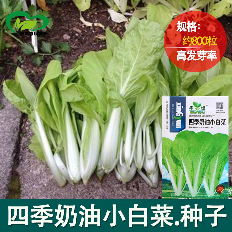 四季奶油小白菜 阳台菜园纤维少叶菜种子 蔬菜种子