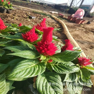 一支笔 世纪红时令草花 公园小区租摆花卉 基地现货