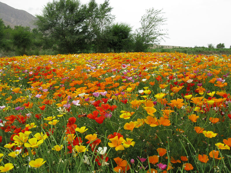 花菱草花海