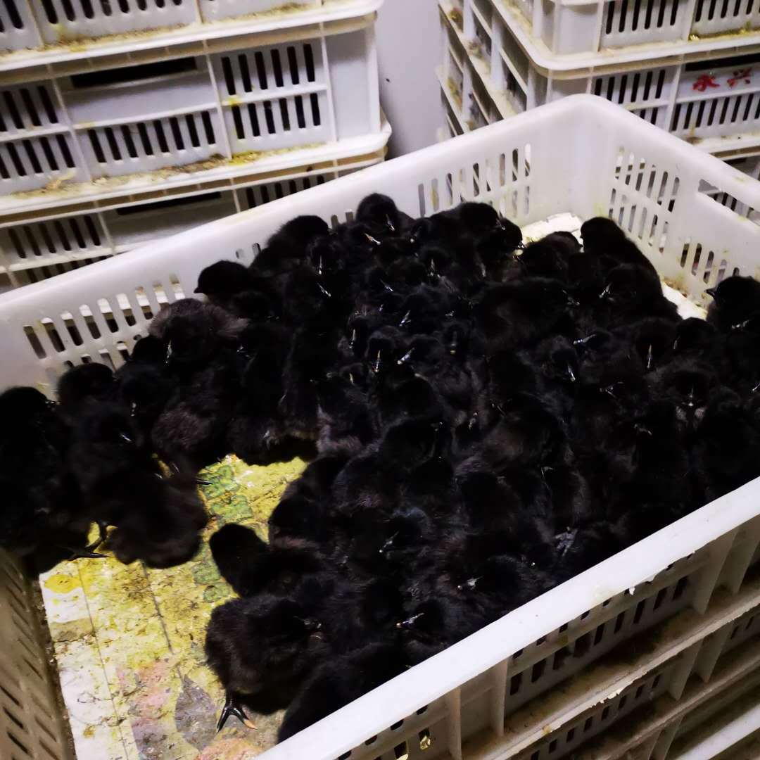 绿壳蛋鸡苗 脱温绿壳蛋鸡苗 绿壳蛋鸡苗价格 提供养殖技术