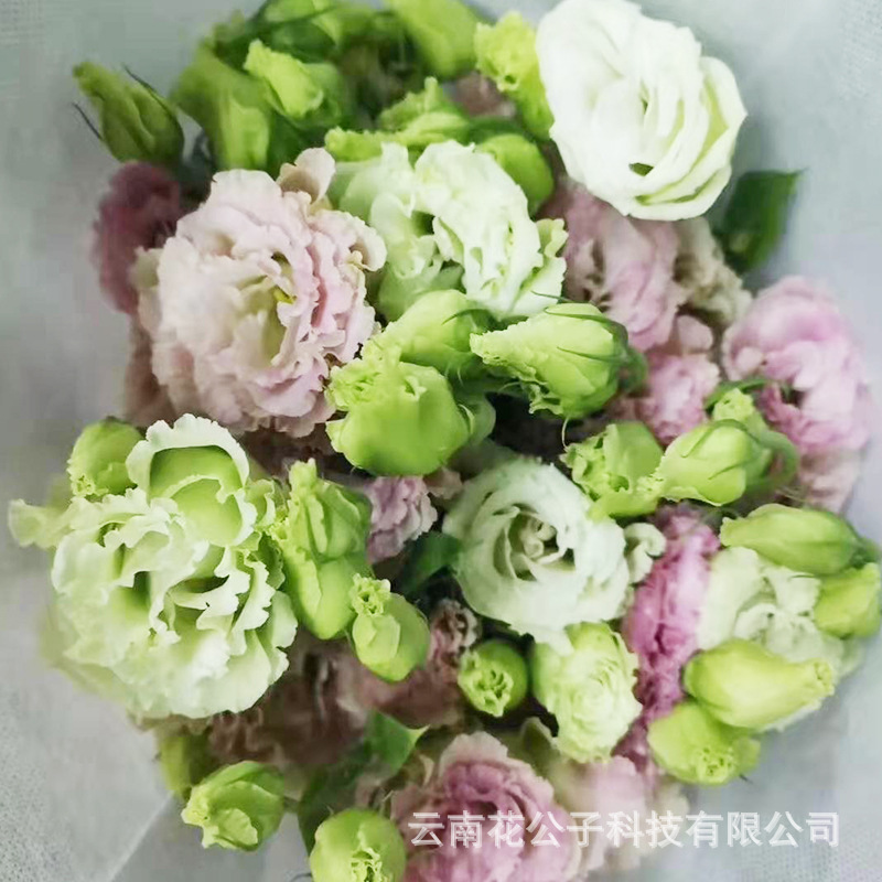 阳光粉.jpg
