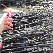 嫁接无刺花椒树苗价格 一公分无刺花椒树苗批发 两年花椒树苗