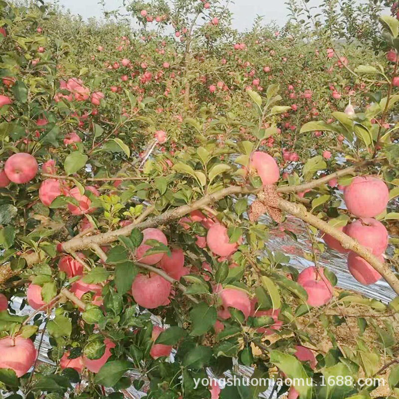 微信图片_201806191545585