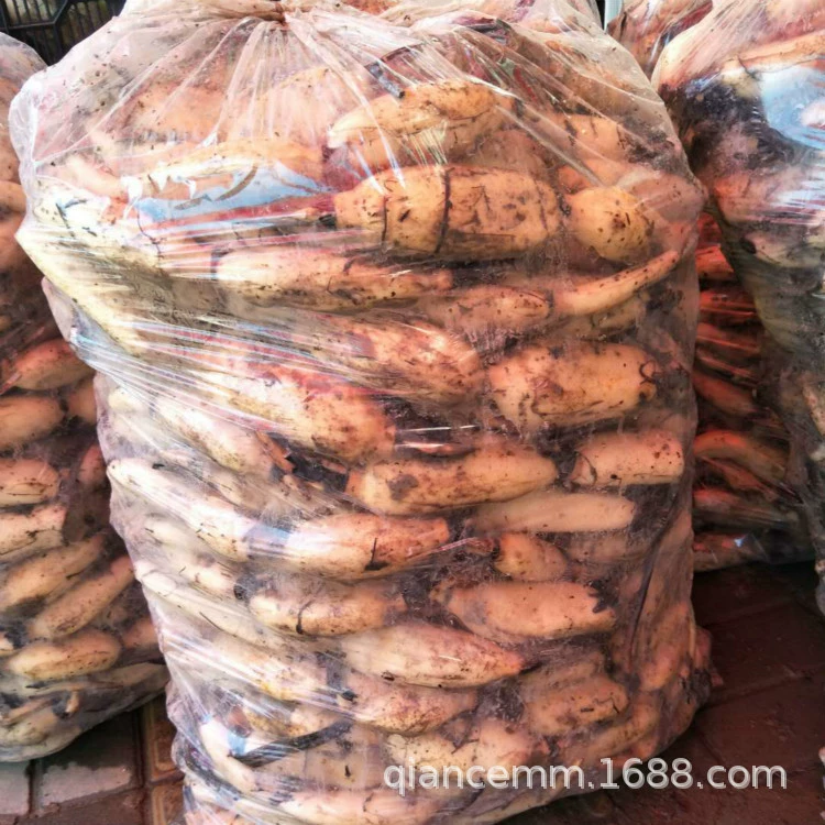 Прямые продажи рассады лотоса, водных цветочных растений, рассады лотоса для зеленения болот, семян лотоса в мисках, скидки на большие объемы.