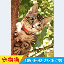 猫崽 猫崽品牌 图片 价格 猫崽批发 阿里巴巴