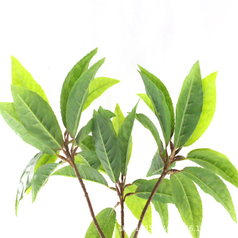 XRB-246 大白茶叶四枝杈4.jpg