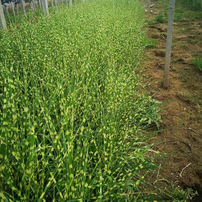 斑葉芒草水體綠化斑葉芒水生植物斑葉芒草園林綠化工程苗木斑葉芒