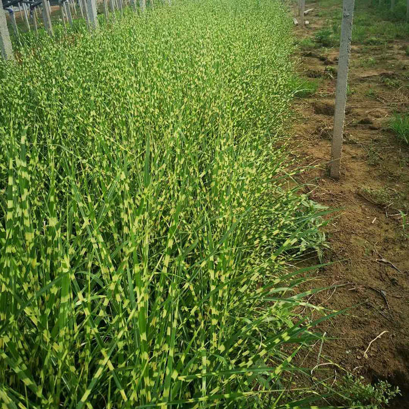斑葉芒草水體綠化斑葉芒水生植物斑葉芒草園林綠化工程苗木斑葉芒