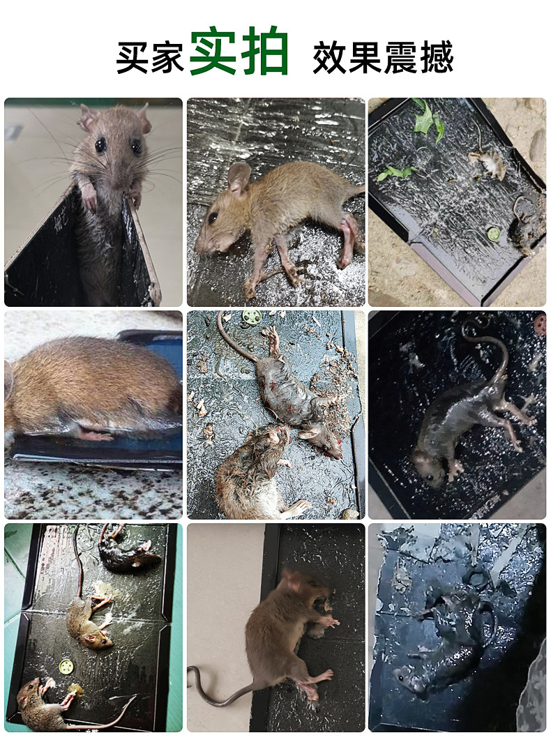 老鼠贴-11_12.jpg