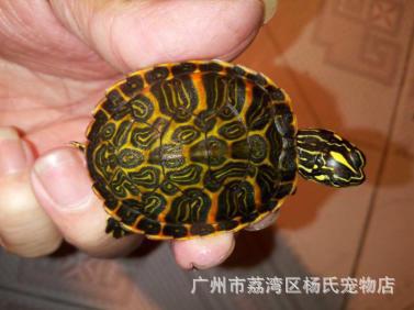 u=2220646617,4088699689&am