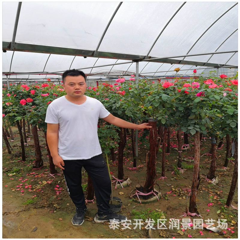 Саженцы роз с высоким стеблем цена поставки 2 см 3 см 4 саженца роз, похожие на дерево, с большими цветами