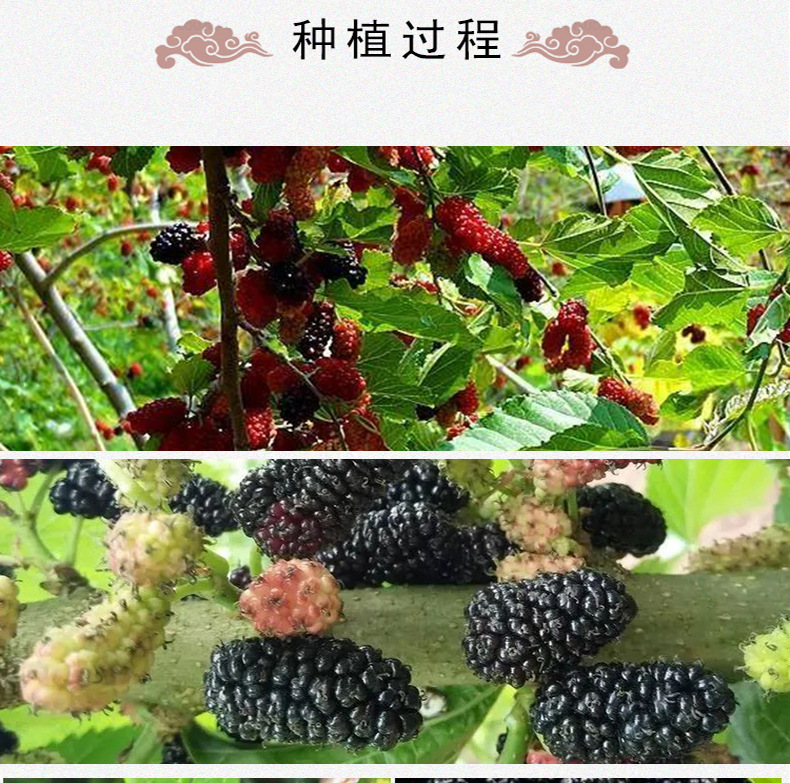 Dried Mulberry Fruit Sang Shen Zi 500g Bulk Dried Black Mulberries for Tea and Culinary Use in use