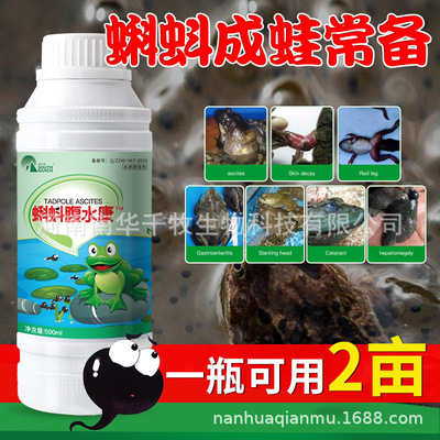 Tadpole Ascites Bullfrog Dedicated Frog Rana triangle Tatu Waitoushan Bacteria Aquatic products Dedicated