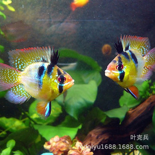 �Ꭷ�^�p�~���l �����~ ���m�P����