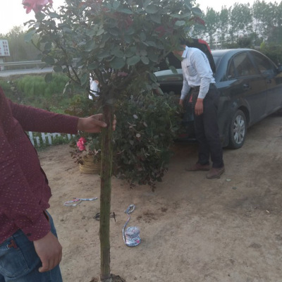 多季开花树状月季 突心状别墅观花植物 中性喜阳多色室内外花卉