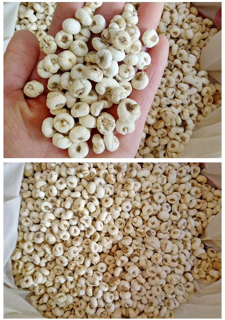 Xiao Ping Bei Fritillaria Dried Bulbs 500g Traditional Chinese Herb for Decoction and Culinary Use specifications