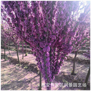����ֱ��5����6���֪��U���G����r�� �t�����G��Nֲ����